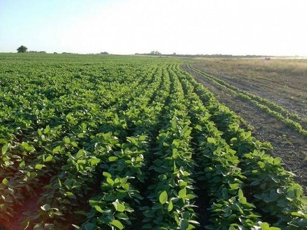 Amaranto, la planta verdugo que ataca los cultivos transgénicos de Monsanto