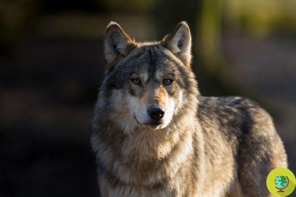 Trump está prestes a tirar a proteção do lobo cinzento que pode voltar a ser caçado ou morto