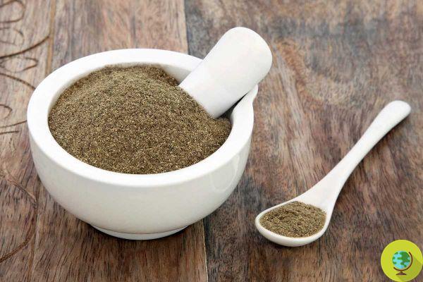 Gymnema: benefits, dosage and side effects of the plant that lowers blood sugar