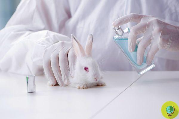 Salvemos la cosmética libre de crueldad, firma la petición por la belleza sin experimentación con animales