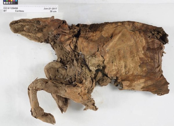 Find an incredibly well-preserved wolf pup and ice age caribou