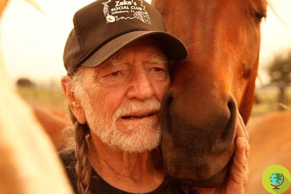 Les chevaux sauvages des USA sont en danger, l'auteur-compositeur-interprète Willie Nelson lance un appel pour les sauver 