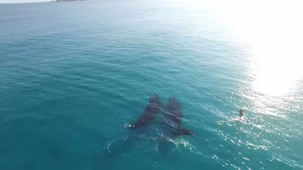 La merveilleuse danse des baleines autour d'un homme capturé par un drone (VIDEO)