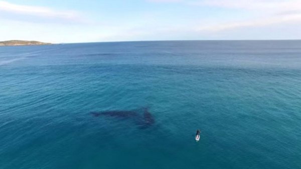 The wonderful dance of whales around a man captured by a drone (VIDEO)
