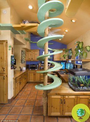 The house transformed into a cat paradise (PHOTO)