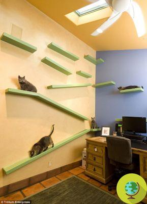 La casa convertida en un paraíso para gatos (FOTO)