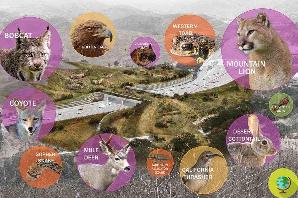 Animal Bridges: el paso elevado más grande del mundo para cruzar la vida silvestre en la vía más transitada de California