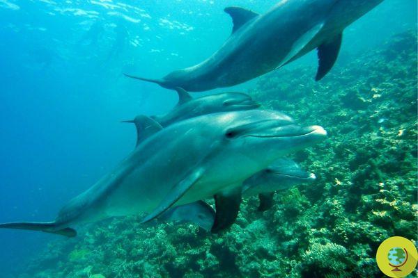 Los delfines llaman a sus compañeros por su nombre y recuerdan quién los ayudó incluso después de muchos años. yo estudio