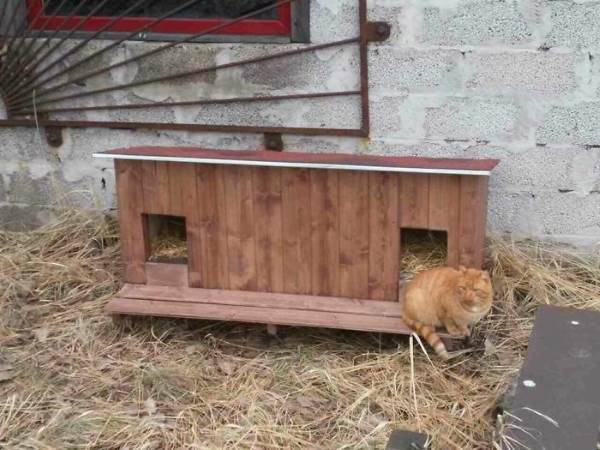 The do-it-yourself kennels that help strays survive the winter
