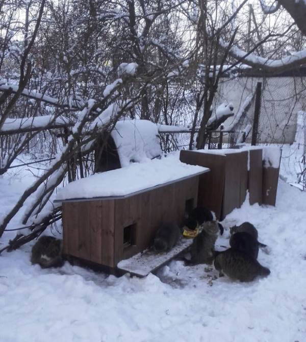 Las perreras de bricolaje que ayudan a los perros callejeros a sobrevivir el invierno