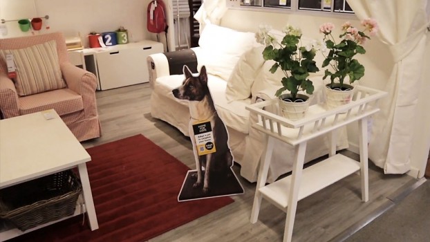 Chiens et chats à la recherche d'un foyer : Ikea se charge de favoriser l'adoption (VIDEO)