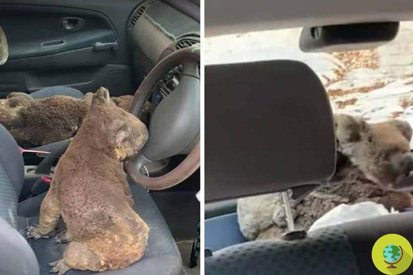 Os heróicos adolescentes que resgatam coalas na Ilha Kangaroo carregando-os em seu carro
