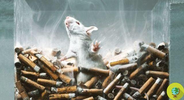 Animal testing for alcohol, tobacco and drugs: the ban postponed for another year