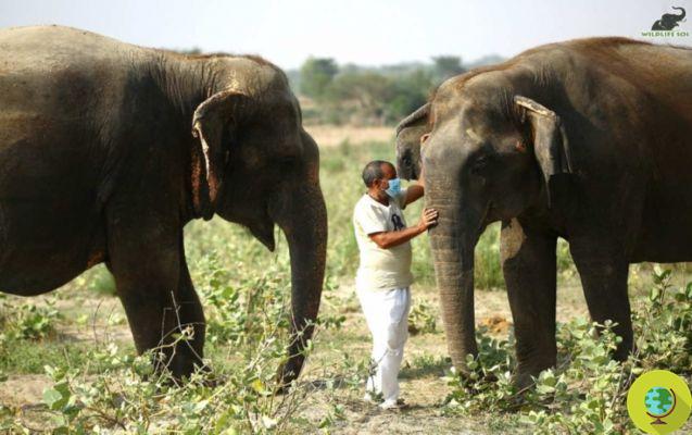 En India, el primer hospital para tratar elefantes maltratados por circos (y no solo)