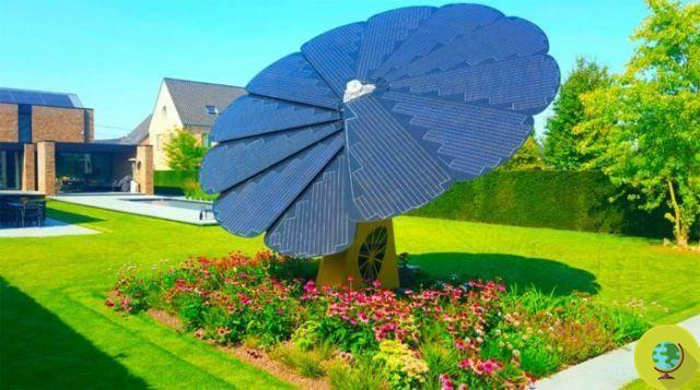 Fotovoltaica: ¿Imitarán los paneles solares a los girasoles?