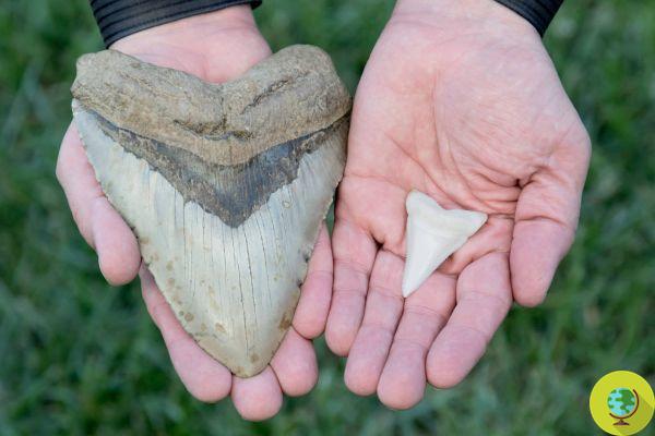Exceptional discovery! Newborn megalodons were larger than an adult human