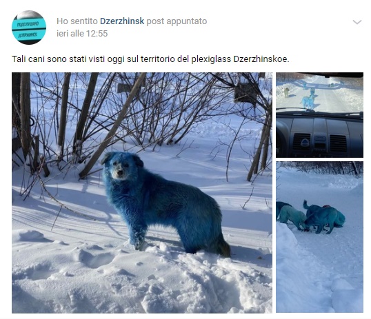 Les chiens sont devenus bleus en Russie, les déchets chimiques font l'objet d'une enquête