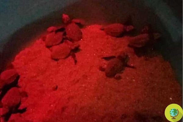 The incredible hatching of 80 turtles on the beach of Meta di Sorrento