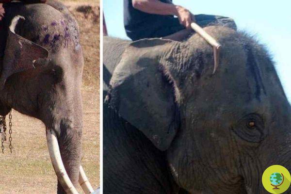 Basta de Phajaan, la explotación de elefantes para el turismo. La petición contra TripAdvisor y Lonely Planet