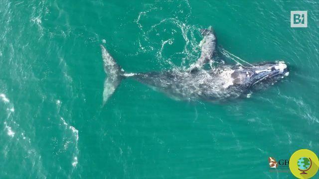 Cette baleine en voie de disparition a réussi à mettre bas alors qu'elle était empêtrée dans un filet de pêche