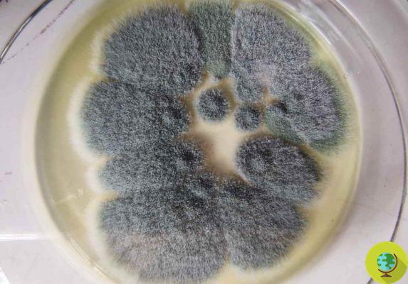 Estos fungicidas químicos han modificado el moho común que ahora podría infectarte e incluso volverte letal