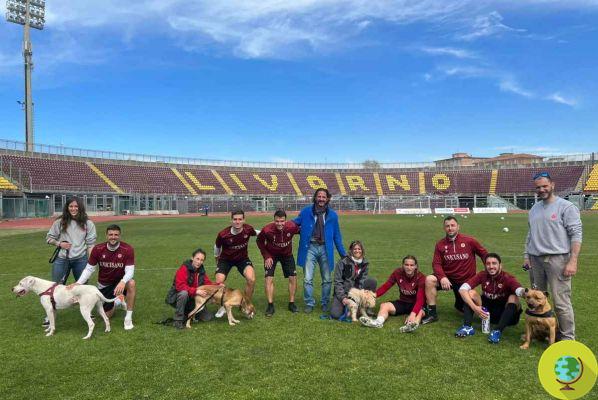 Os jogadores do Livorno trazem os cães do canil para o campo em busca de adoção