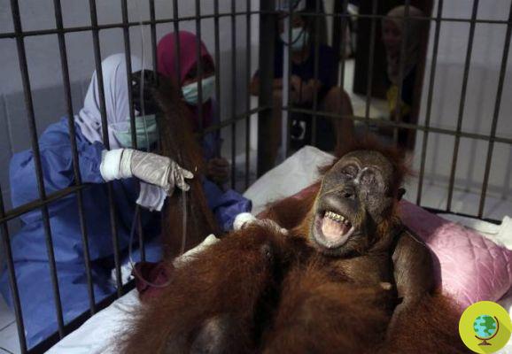 La golpearon con 75 perdigones y la dejaron ciega: la orangután Hope no volverá a ver el bosque que defendió