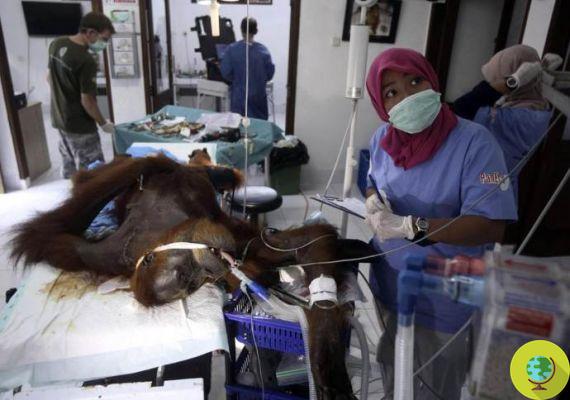 Eles a atingiram com 75 bolinhas e a deixaram cega: o orangotango Hope nunca mais verá a floresta que ela defendeu