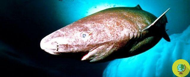 Greenland sharks live over 500 years
