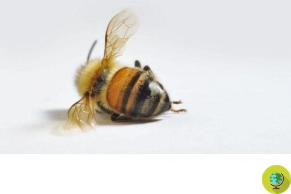 Los pesticidas neonicotinoides asesinos de abejas se usarán nuevamente en Francia a partir del próximo año