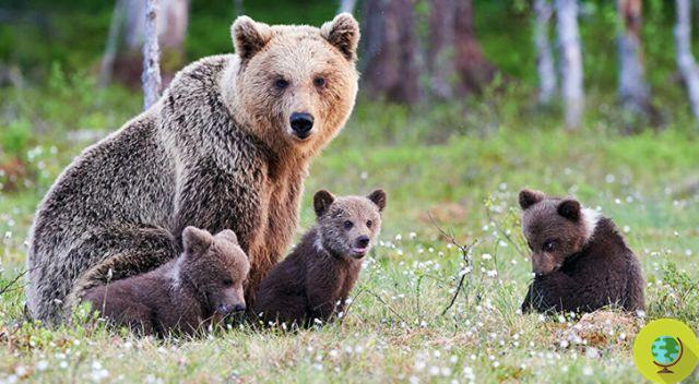 O urso Gaia está seguro! A TAR de Trento suspendeu a ordem de abatimento