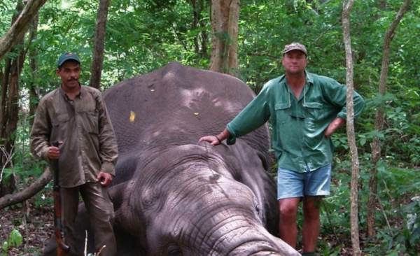 South African hunter dies crushed by an elephant that protected his cubs