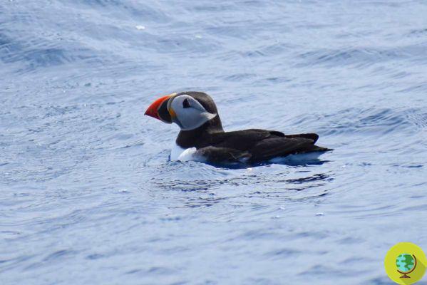 Puffin sighted after more than 100 years in the Gulf of Taranto