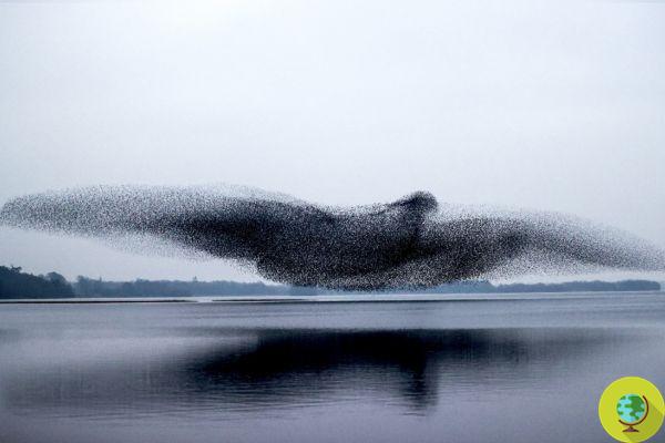 A foto hipnótica dos estorninhos formando um pássaro gigante voando sobre Lough Ennell