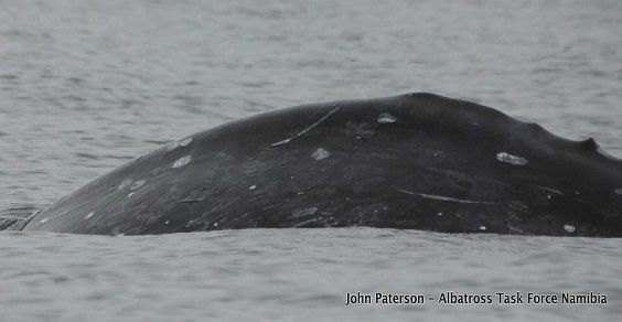 Gray whale: first sighted south of the equator (photo)