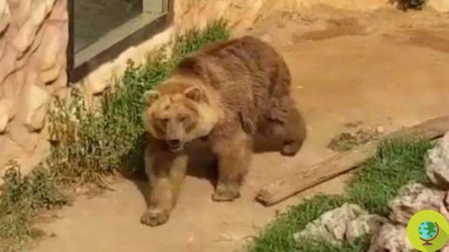 As imagens chocantes de tigres, ursos e leões abandonados no zoológico fecharam por dois meses