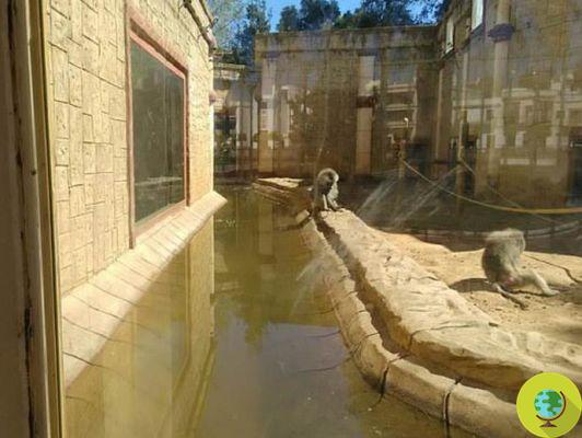 Las impactantes imágenes de tigres, osos y leones abandonados en zoológico cerrado desde hace dos meses