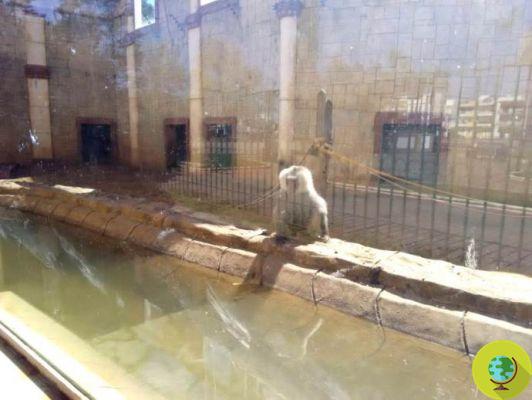 As imagens chocantes de tigres, ursos e leões abandonados no zoológico fecharam por dois meses