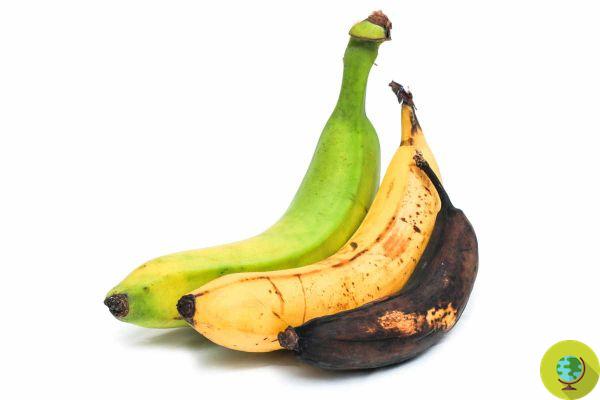 Plátanos, ¿mejor verdes o más maduros? Cómelos en esta madurez si quiere mantener a raya su nivel de azúcar en la sangre.
