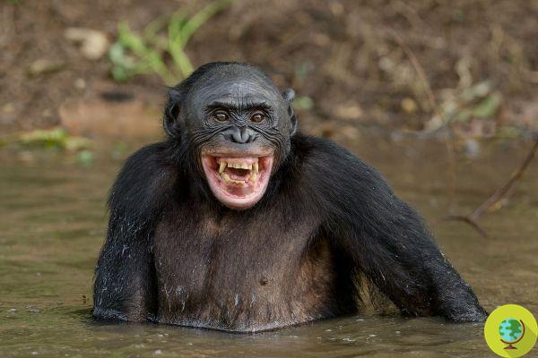 It's not just us! Animals also laugh heartily and do so for ancestral reasons