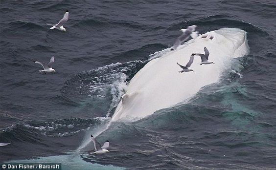 Espécimen muy raro de ballena blanca visto en Noruega (video)