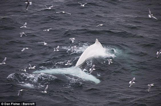 Spécimen très rare de baleine blanche repéré en Norvège (vidéo)