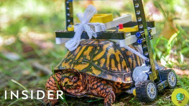 A tartaruga com deficiência volta a andar com uma cadeira de rodas Lego (VÍDEO)