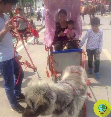 O boom dos táxis para cães: 'cães de carga' forçados a rebocar turistas para a China