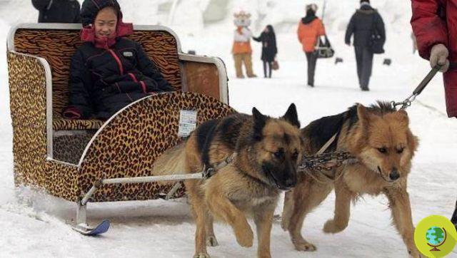 El auge de los taxis caninos: 'pack dogs' obligados a remolcar turistas a China