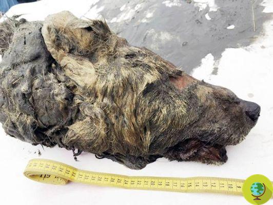 Cabeza de lobo gigante que vivió hace 40 mil años encontrada intacta en Siberia