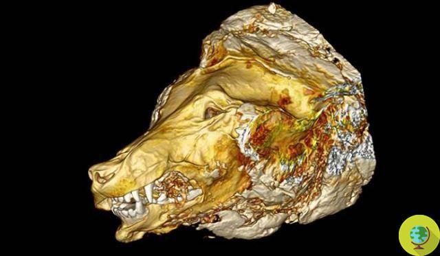Cabeza de lobo gigante que vivió hace 40 mil años encontrada intacta en Siberia