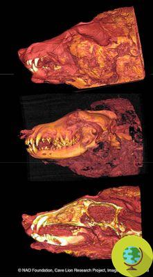 Une tête de loup géante vécue il y a 40 XNUMX ans retrouvée intacte en Sibérie
