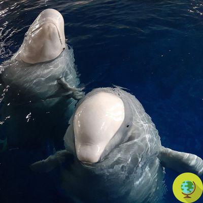 La libération réconfortante de deux bélugas d'un aquarium chinois au nouveau refuge offshore