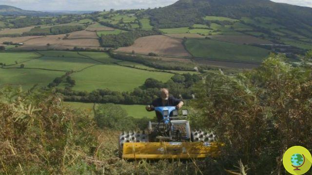 Black Mountains: clear the woods of weeds to plant 140 new native trees